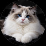 Ferok Profile Photo - Breeder