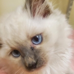 Jessica Profile Photo - Cattery