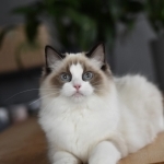 Julia Profile Photo - Cattery