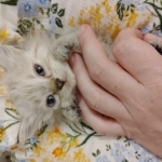 Kris Profile Photo - Cattery