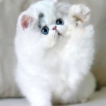 Nancy Profile Photo - Cattery