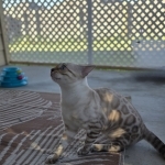 Victor Profile Photo - Breeder