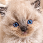 Natalie Profile Photo - Breeder