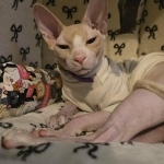 David Profile Photo - Cattery