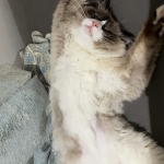 Febe Profile Photo - Breeder