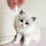 Jenny Profile Photo - Breeder