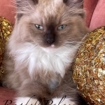 Penny Handmacher Profile Photo - Cattery