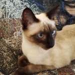 Audrey Profile Photo - Cattery