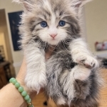 Victoria Profile Photo - Cattery