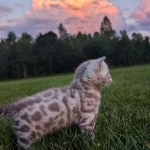Dasynda Profile Photo - Breeder