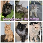 Kayla Profile Photo - Breeder