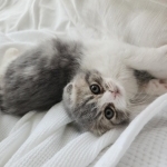 April Profile Photo - Breeder