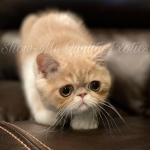 ShowMe Quality Exotics Profile Photo - Cattery