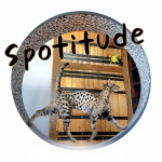 Jenny Merfa Spotitude Profile Photo - Cattery
