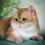 Levada Land Profile Photo - Cattery