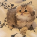 Beth Profile Photo - Breeder