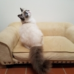 Diane Profile Photo - Breeder