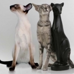 Vlad Profile Photo - Breeder