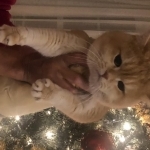 Maryana Profile Photo - Breeder