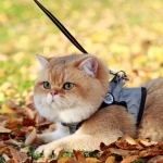 Maryana Profile Photo - Breeder