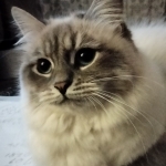 Barbara Profile Photo - Cat Lover