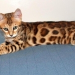 Barbra Profile Photo - Breeder