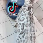Vick Profile Photo - Breeder