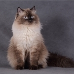 Anna Profile Photo - Breeder