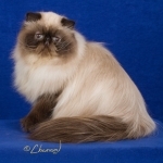 VICTORIASCAT CATTERY Profile Photo - Cattery